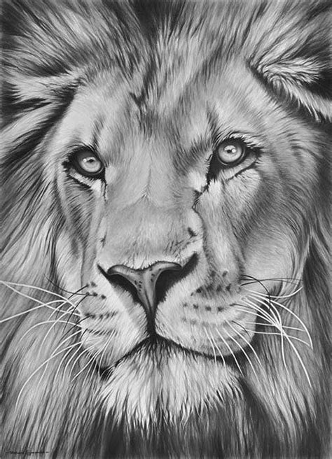 Dibujos De Leones Guiaaprende A Dibujar Leones