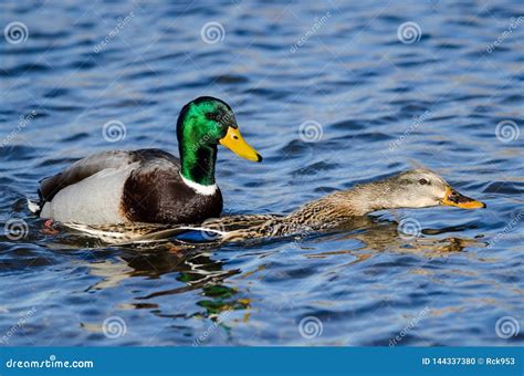 Pair Of Mallard Ducks Mating On The Water Stock Photo Image Of Pond