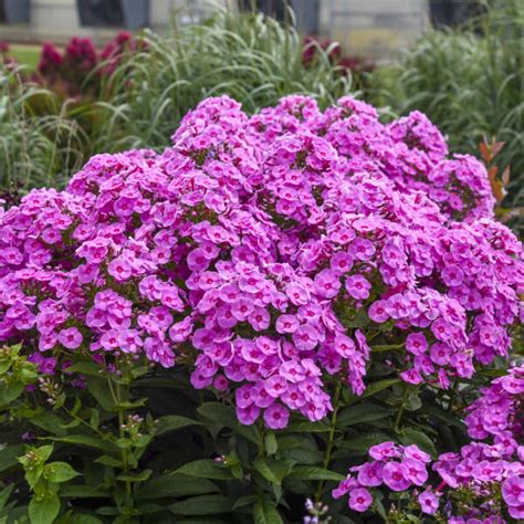 Phlox Paniculata Prismatic Pink Ppaf Cpbraf Perennial Resource