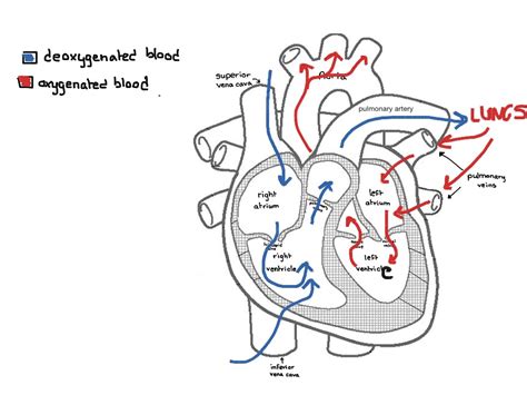 ShowMe - blood flow through heart