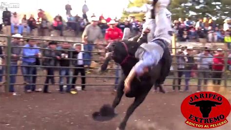 Liveleak Video Bull Takes Savage Revenge Terrifies Arena Mauls Rodeo