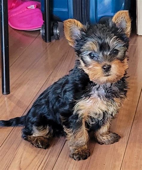 Yorkie Male Puppy Available | Dogs & Puppies for Rehoming | Vancouver ...