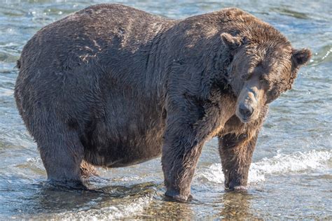 Fat Bear Week 2023: Meet the bears!