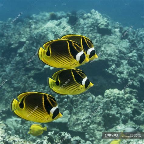 Four Racoon Butterflyfish Chaetodon Lunula Swim By As A Group Off The