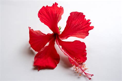 Is Hibiscus A Good Choice For Low Porosity Hair