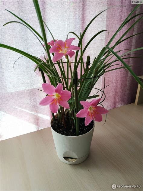 Зефирантес / Zephyranthes - «Одни из любимчиков. » | отзывы