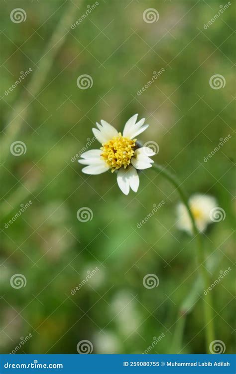 Yellow And White Flowers On A Green Grass Field Stock Image Image Of