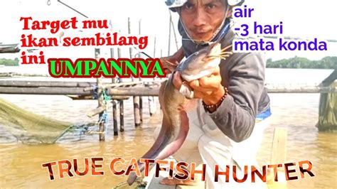 Mancing Ikan Sembilang Di Muara Laut Saat Air Mata Konda Pakai Umpan