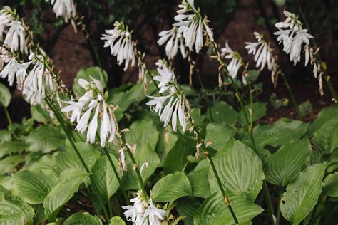 Hosta Plant Care And Growing Guide