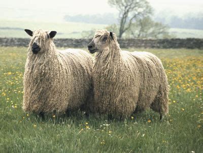 Teeswater Sheep Alchetron The Free Social Encyclopedia