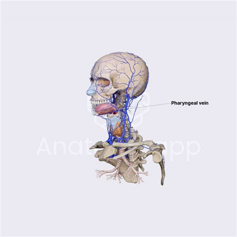 Pharyngeal Veins Veins Of The Head And Neck Head And Neck Anatomy