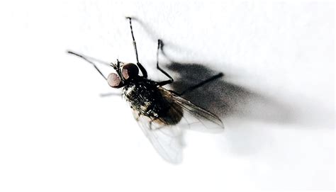 How flies stick a landing upside down could inspire new robots - Futurity