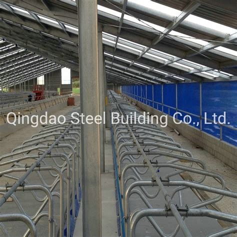 Prefabricated Steel Structure Cow Building Construction Steel Frame Cow