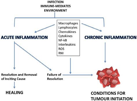 An Inciting Effect Initially Can Cause An Acute Inflammatory Download Scientific Diagram