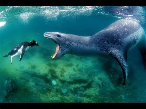 Leopard Seal The King Of Antarctica National Geographic Leopard