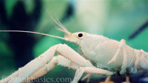 White Crayfish Care: Size, Lifespan, Color, Diet