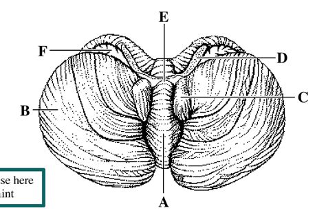 Cerebellum Diagram Quizlet