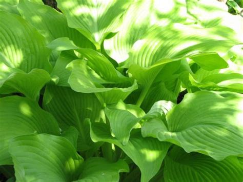 How To Grow And Care For Hosta Plants The Garden Glove