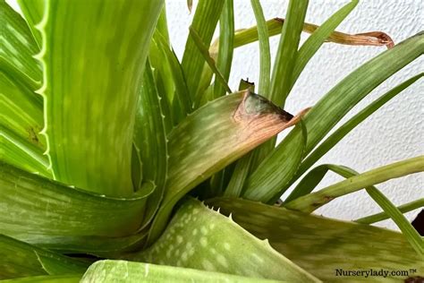 Why Is My Aloe Vera Plant Getting Black Spots Causes How To Fix