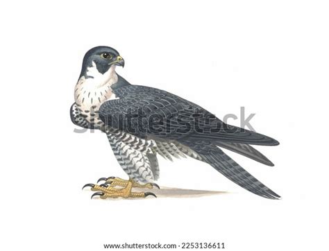 Realistic Color Scientific Illustration Peregrine Falconfalco Stock