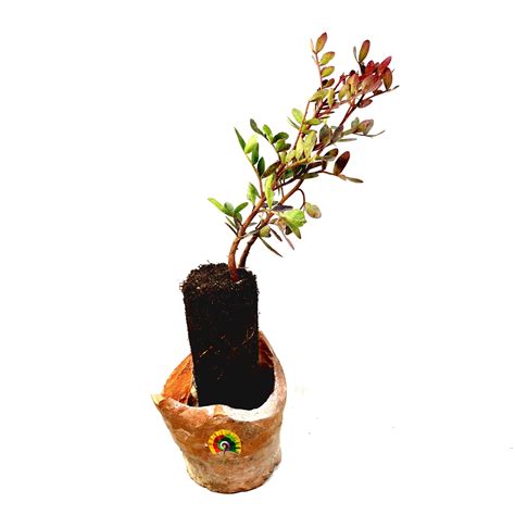 Planta de Lentisco – Pistacia lentiscus