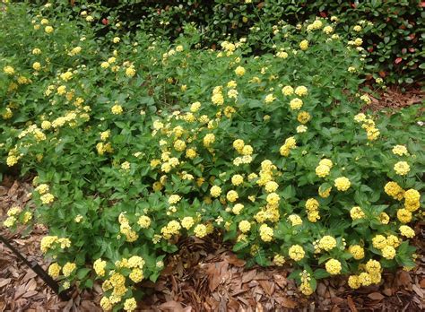 Lantana Ground Cover Yellow - ground cover good