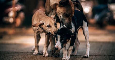 Cães Abandonados Como Ajudar A Diminuir O Problema Donna