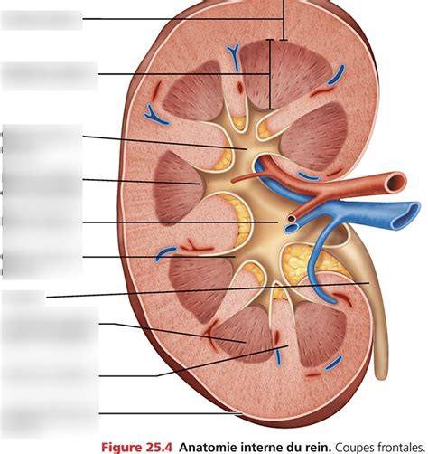 Diagram Of Anate Reins Anatomie Interne Quizlet