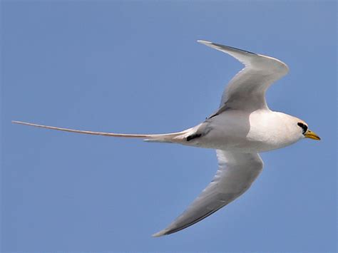 White-tailed Tropicbird WTTR – HollandWest