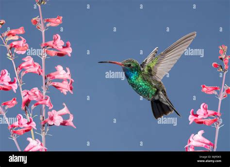 Hummingbird Broad Billed Madera Canyon Arizona Usa Stock Photo Alamy