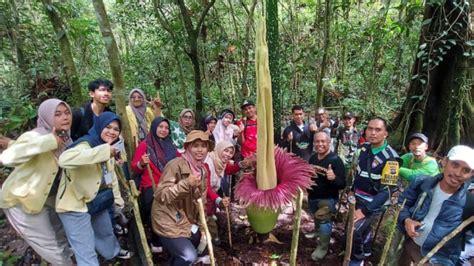 Bunga Bangkai Ditemukan Tumbuh Dan Mekar Sempurna Di Bukit Tui