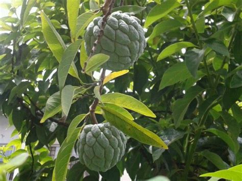 Custard Apples Custard Pandan Apple