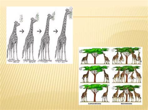 Teorías Del Origen Del Hombrecreacionismo Teoria De Lamarck Y Teoria