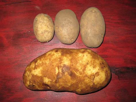 Голландская Картошка Фото – Telegraph