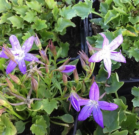 CAMPANULA POSCH STELLA Houtmeyers Plantencentrum En Boomkwekerij