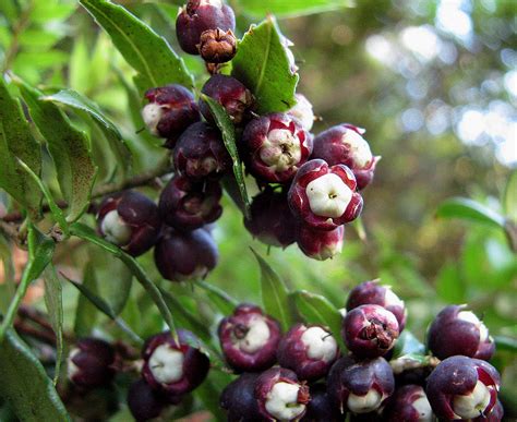 Wild Berries in Chile 2026 - Rove.me