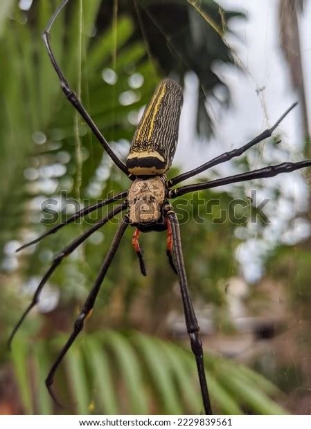 Nephila Pilipes Golden Orbweb Spider Stock Photo Shutterstock