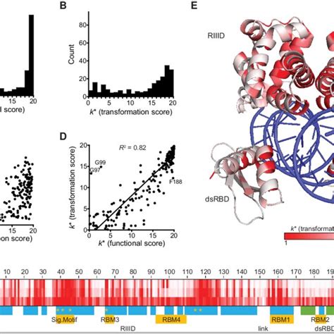 Rnase Iii Mutational Tolerance Mutational Tolerance As Shown By The