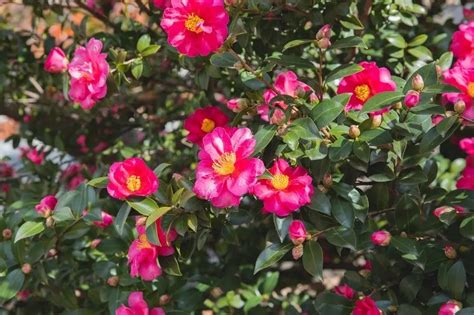 Growing A Camellia Hedge In Australia Expert Tips Ultimate Backyard