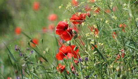 Les Plantes Coquelicot Florissant Photo Gratuite Sur Pixabay Pixabay