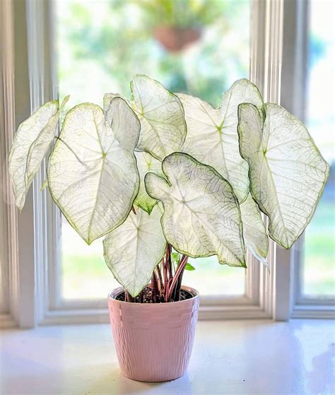 Moonlight Caladium Predivna Biljka S Listovima Koji Blistaju Poput