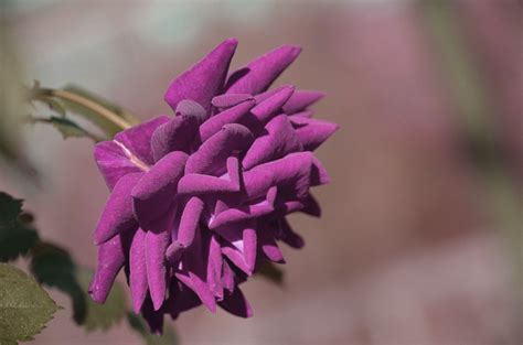 Fotos gratis naturaleza fotografía hoja púrpura pétalo florecer