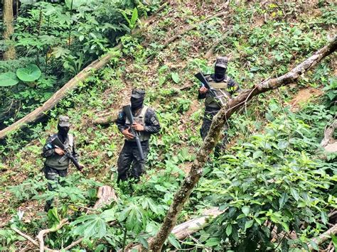 FFAA asegura ocho manzanas de planta de coca en Atlántida Proceso Digital