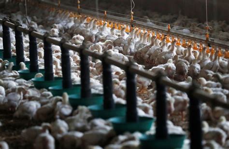 Worst Ever Bird Flu Crisis In Europe Raises Risks For Next Season