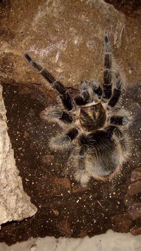 How to Tell if Your Tarantula Is Molting: 8 Steps (with Pictures)