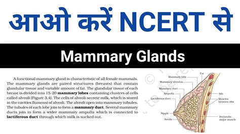 Mammary Glands Human Reproduction Class 12 Chapter 3 NCERT Line By Line