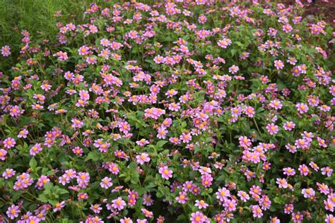 Allan Armitage Why I Ve Become A Fan Of Bidens Greenhouse Grower