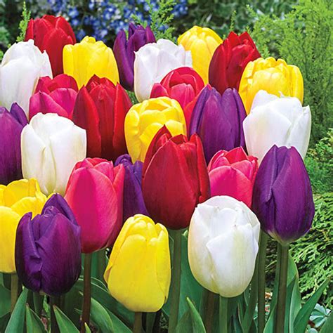 Plants Seeds Bulbs Bulbs Roots Rhizomes 25 SPRING ETERNAL MIX