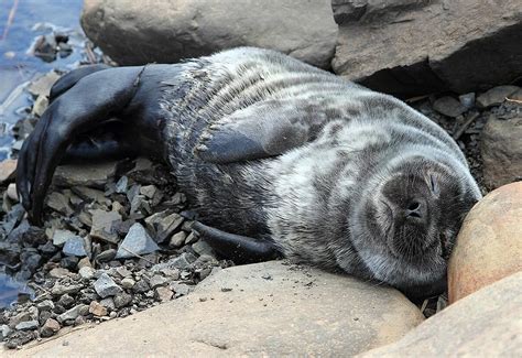 Ладожская нерпа (48 лучших фото)