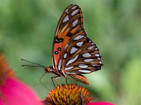 Gulf Fritillary Butterfly Fl Macro Rwildlifephotography